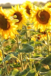 Close-up of yellow flowering plant on field