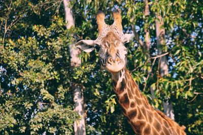 Close-up of girrafe