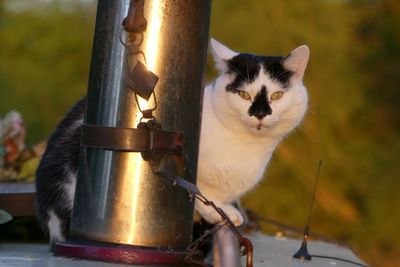 Portrait of cat outdoors