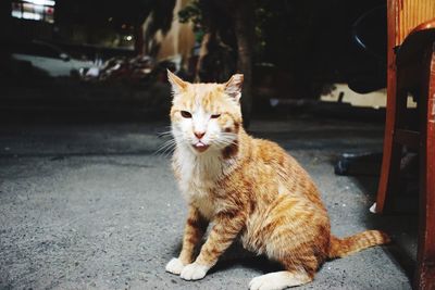 Portrait of cat sitting on footpath