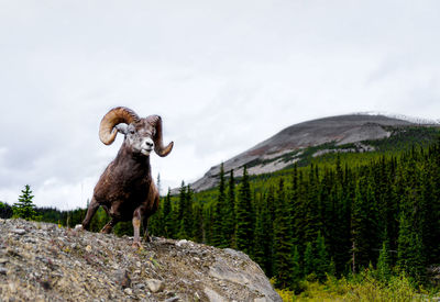 Sheep on rock against sky