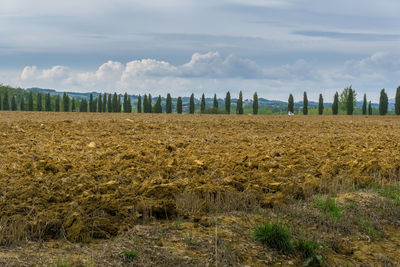 Scenic view of field against sky