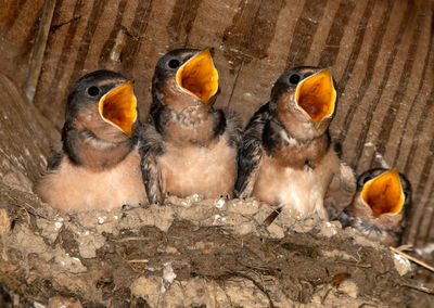 View of birds in nest