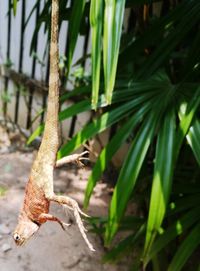 Close-up of lizard