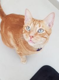 Close-up portrait of ginger cat