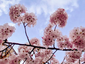 Low angle view of pink flowers blooming on tree