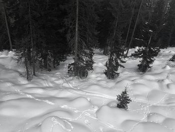 Frozen trees on landscape during winter