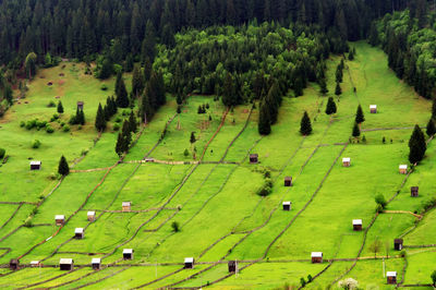 Aerial view of green fields in moldavia