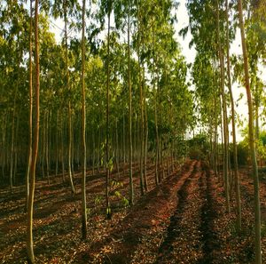 Trees growing on field in forest