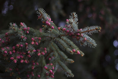 Close-up of flowers on tree