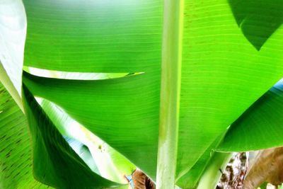 Close-up of plant