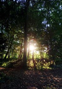 Sunlight streaming through trees in forest