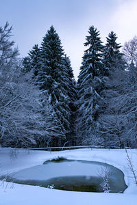 Snow covered pine trees against sky during winter