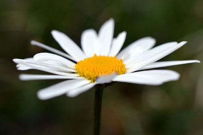 Close-up of white cosmos flower blooming outdoors