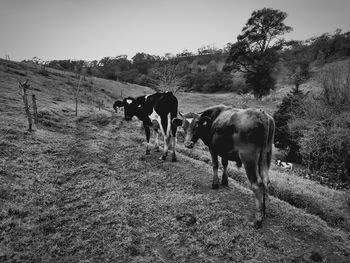 Cows standing in a field