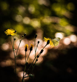 Close-up of yellow flowering plant