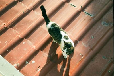 High angle view of cat