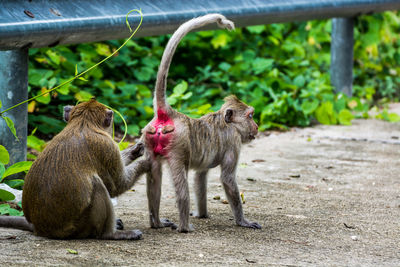 Monkey family on street