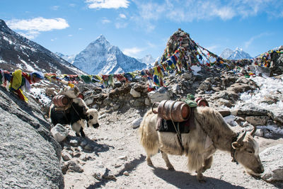 Yaks on mountain against sky