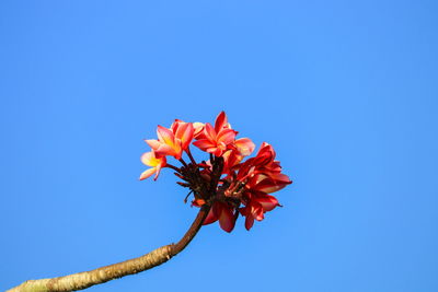 Close-up of orange flowering plant against clear blue sky