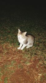 Dog on street at night