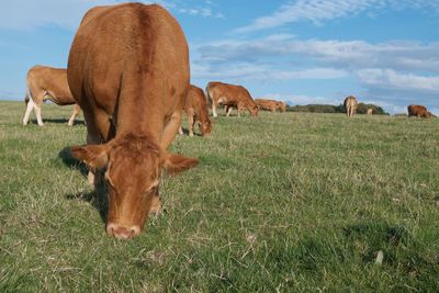 Cows on field