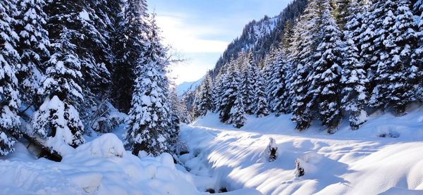 Snow covered trees against sky