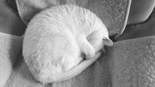 Close-up of cat sleeping on bed at home