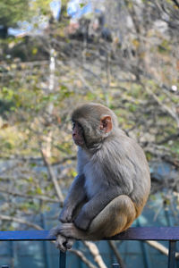 Close-up of monkey