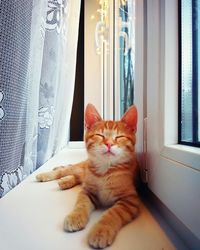 Portrait of cat sitting on window