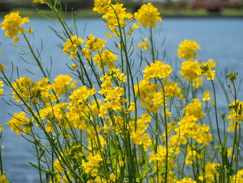 Close-up of yellow flowering plants on field