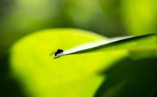 Close-up of fly on leaf