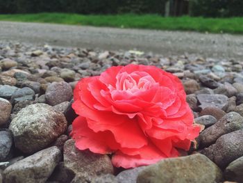 Close-up of red rose