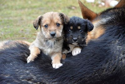 Close-up portrait of puppy