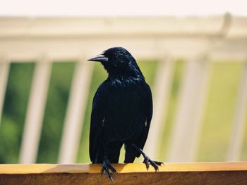 Black bird perching on outdoors