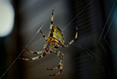 Close-up of spider on web