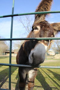 Close-up of horse in field