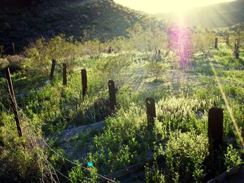 Scenic view of grassy field on sunny day