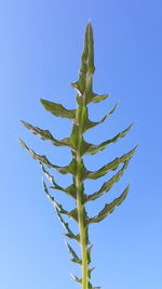 Low angle view of cactus against clear blue sky