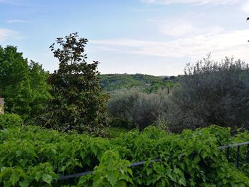 Low angle view of trees against sky