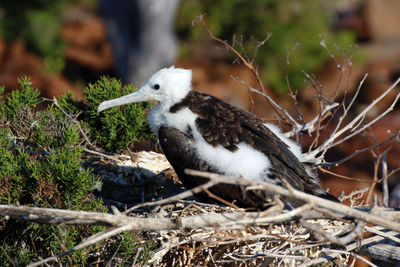 Close-up of bird perching on nest