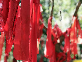 Close-up of red flower hanging on tree