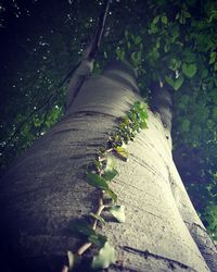 Close-up of tree trunk amidst plants in forest