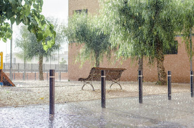 Trees in front of building