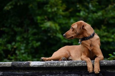 Side view of a dog looking away