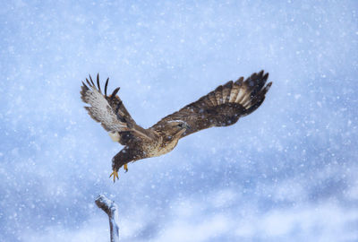 Low angle view of bird flying during snowfall