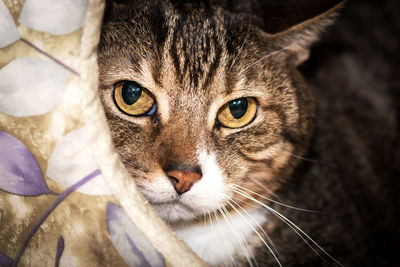 Close-up portrait of a cat