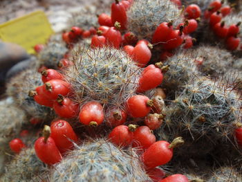 Close-up of red berries on cactus