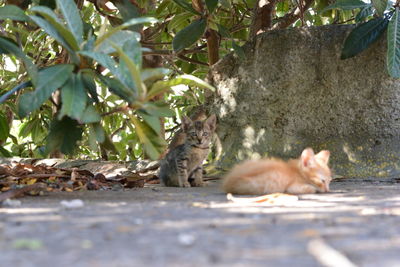 Portrait of squirrel sitting outdoors