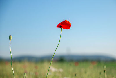 Close-up of red poppy flower against sky